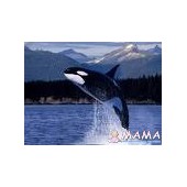 orca